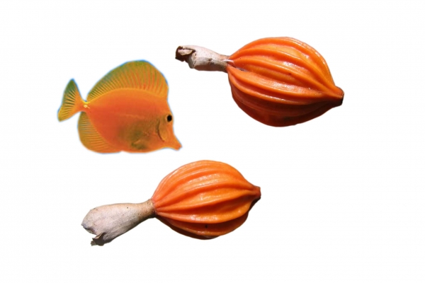 Creation of Pod Fish: Step 1